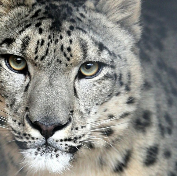 citysnowleopard